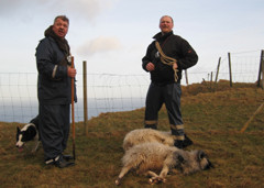 cathing sheeps mykines.JPG